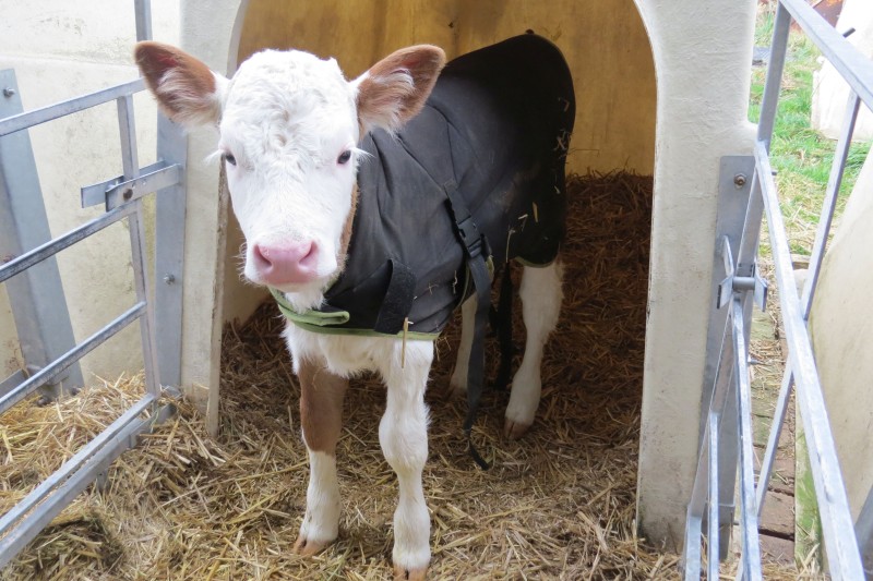 Darf aus Verbrauchersicht nicht sein: Sofortige Trennung von Kalb und Mutterkuh. (Foto: © WiSiTiA/aw