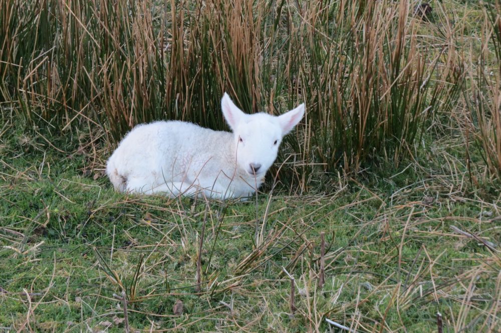 Bei kühlen Temperaturen suchen sich Lämmer geschützte(re) Plätze - hier im Windschatten (Foto: © WiSiTiA/aw)