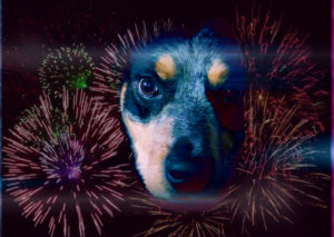 Wenn es knallt, ist es zu spät. Hunde (und andere Tiere) mit Silvesterangst sollte man rechtzeitig "einstellen". (Foto: © Philipp Hofmann)