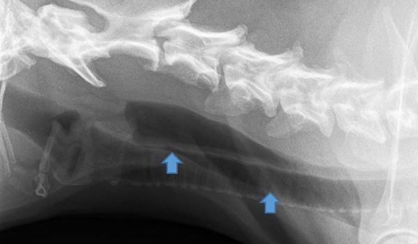 Röntgenbild Speiseröhre: Megaösophagus