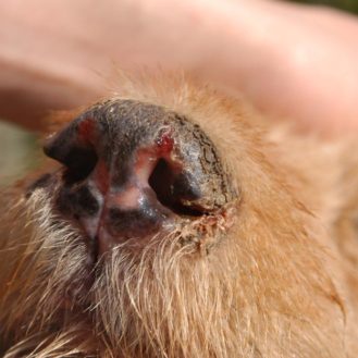 Norwegen fürchtet den Import von Krankheitserregern wie den der Leishmaniose. In Norwegen kommen die als Überträger notwendigen Insekten vor... Das Bild zeigt typische Hautsymptome eines schwer an Leishmaniose erkrankten Hundes. (Bild: Dr. Henrik Hofmann)
