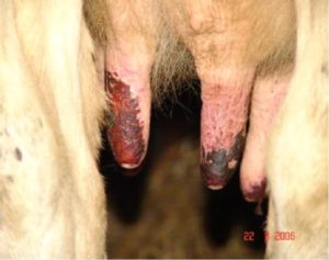 Symptom der Blauzungenkrankheit