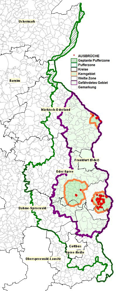 Karte der ASP-Gesamtlage in Brandenburg (6.11.2020)