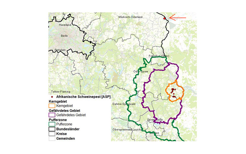 Karte: Bestätigte Fälle von Afrikanischer Schweinepest in Brandenburg / Deutschland 30.10.2020