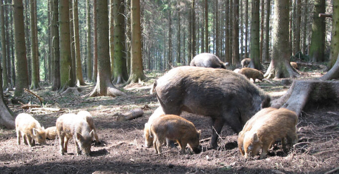 Wildschweinrotte im Wald