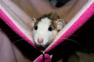 Ratten als Haustiere können Krankheitserreger übertragen. Aktuell musste ein junge nach einer Hantavirusinfektion mit Nierenversagen auf die Intensivstation.