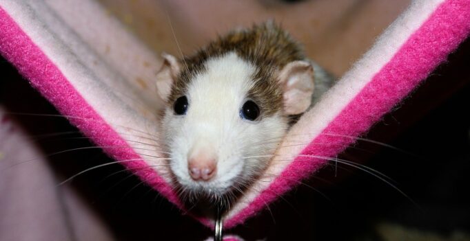 Ratten als Haustiere können Krankheitserreger übertragen. Aktuell musste ein junge nach einer Hantavirusinfektion mit Nierenversagen auf die Intensivstation.